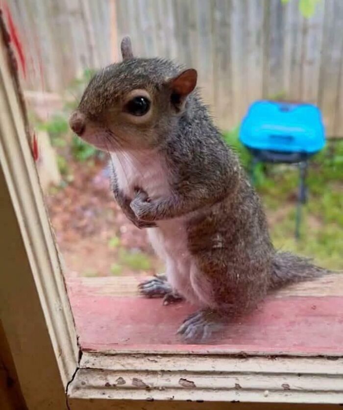 Rescued Baby Squirrel Demands Peanuts (Rightly So)