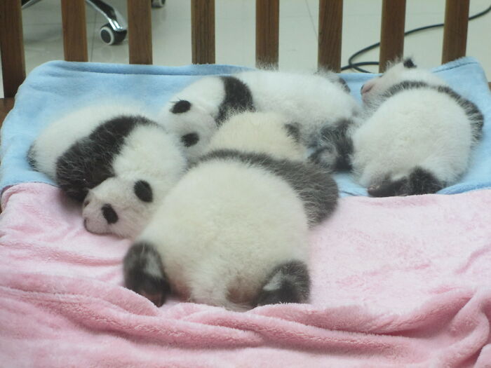 Squad Goals: Baby Pandas Unite!