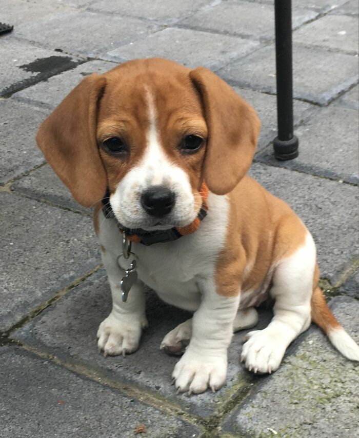 Meet Belle, Our Little Beagle Star