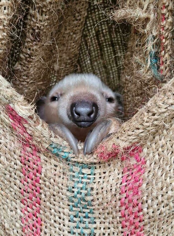 Baby Anteater: Nose for Trouble?