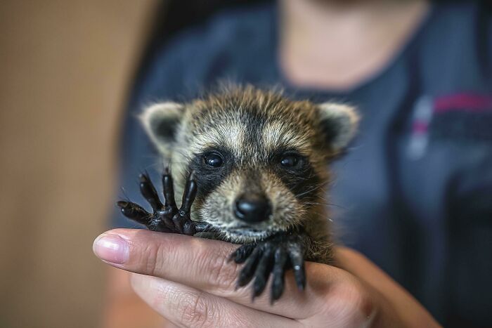 One Baby Raccoon’s Friendly Wave to the World