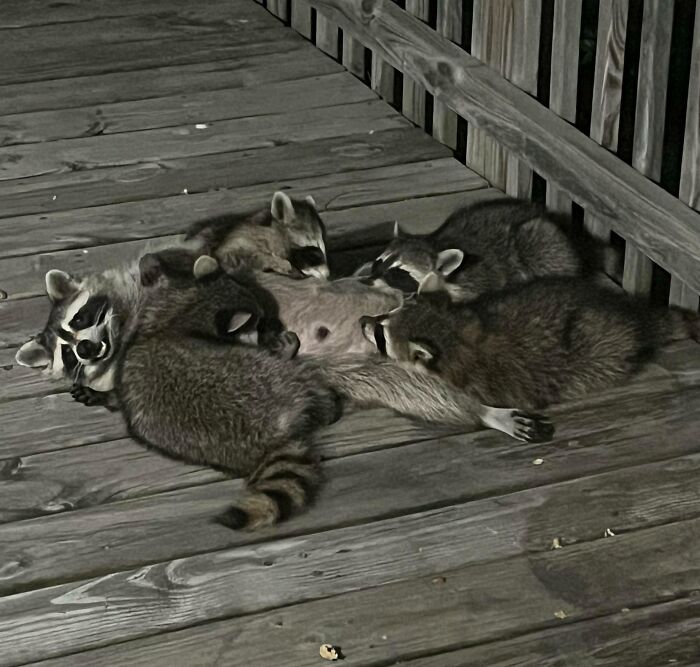 Baby Raccoons Chilling and Chomping on My Deck