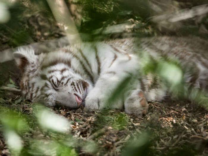 Sleeping Baby Tiger Giving Us All the Snooze Goals