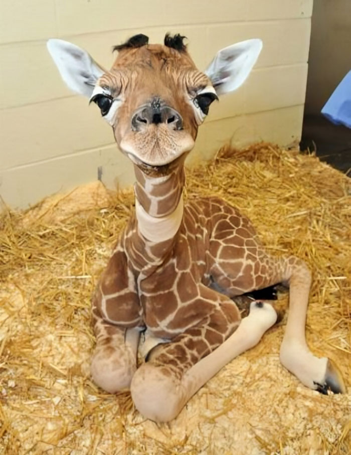 Aww, Baby Long Neck Doing Its Thing