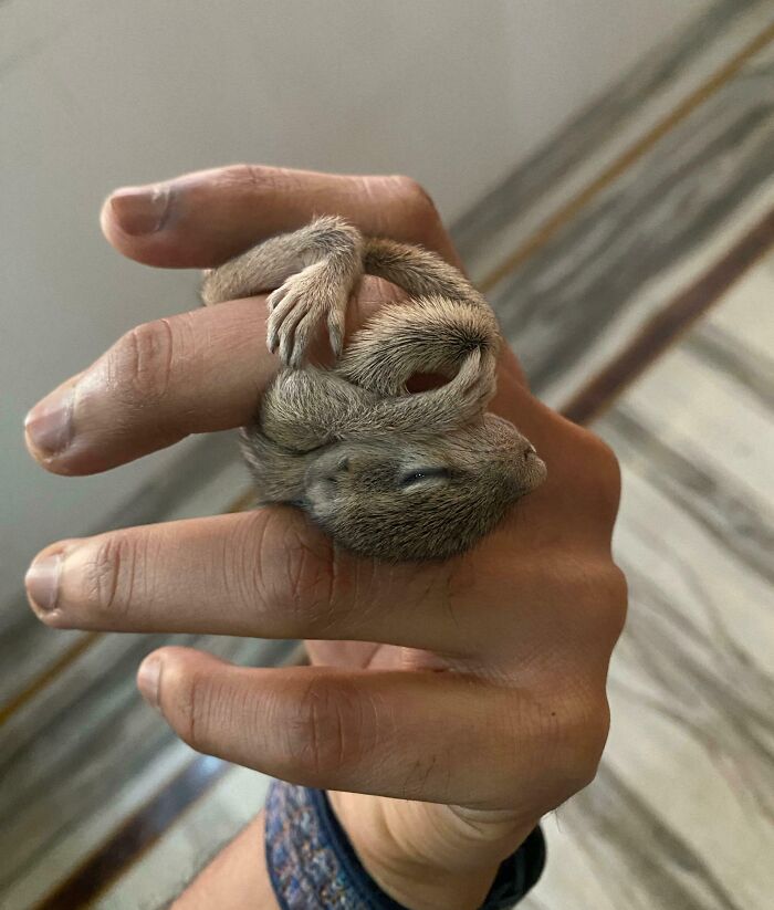Found a Baby Squirrel on My Terrace—Nature’s Surprise