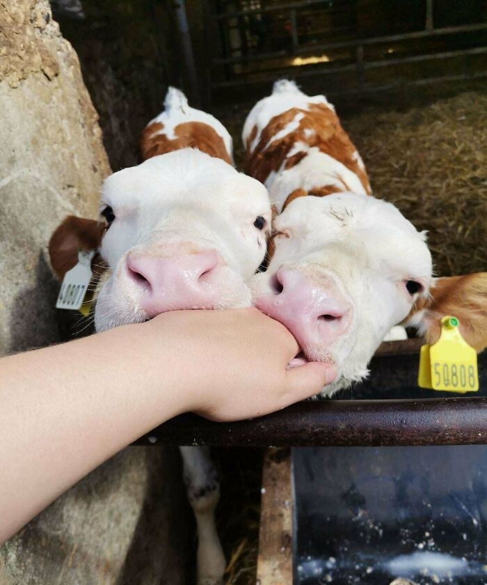 Throwback to Nutmeg and Ginger: Born Cute, Still Cute