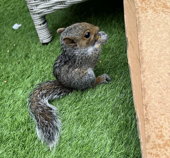 How Old Is This Baby Squirrel? Asking for a Friend