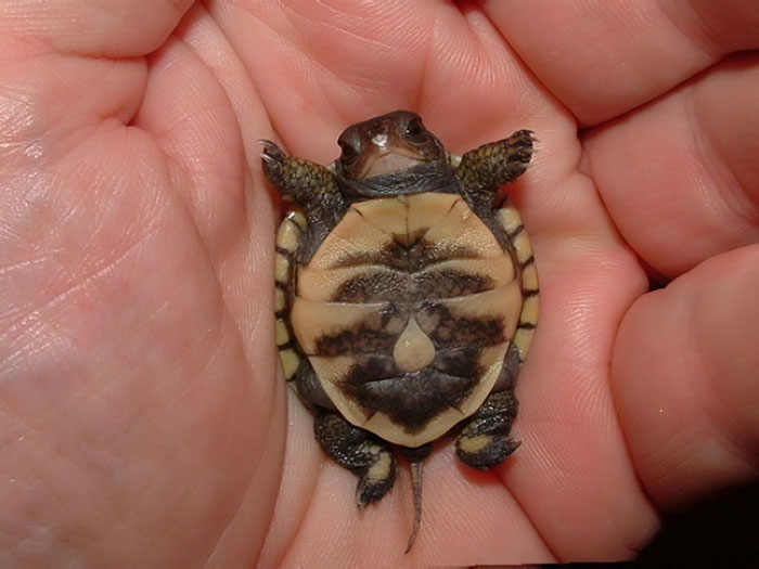 The Teeniest, Cutest Baby Turtle You’ll See Today