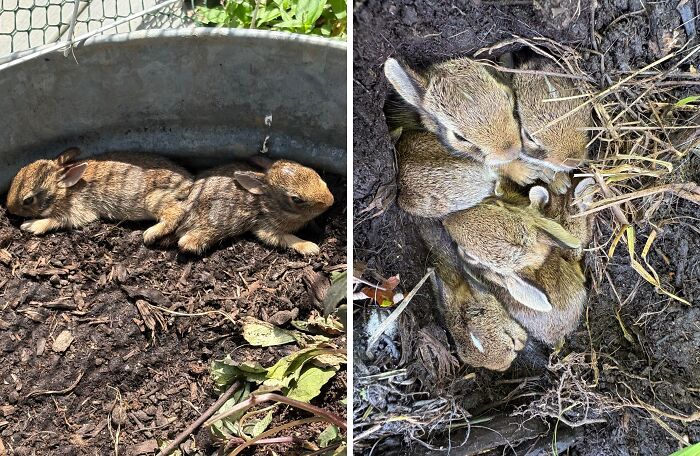 Mama Rabbit Chill Spots Meet Baby Buns