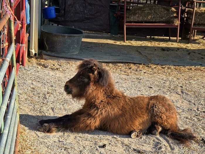 Shadow, the Baby Miniature Horse With Some Backstory