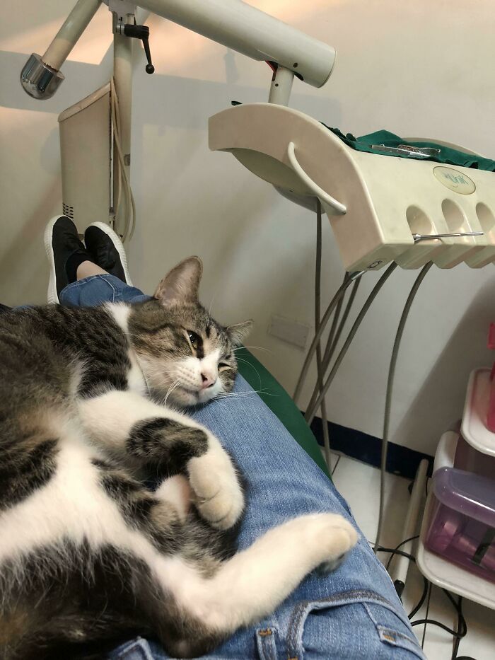 Dentist’s Cat Ragnar Is the Ultimate Moral Support Buddy