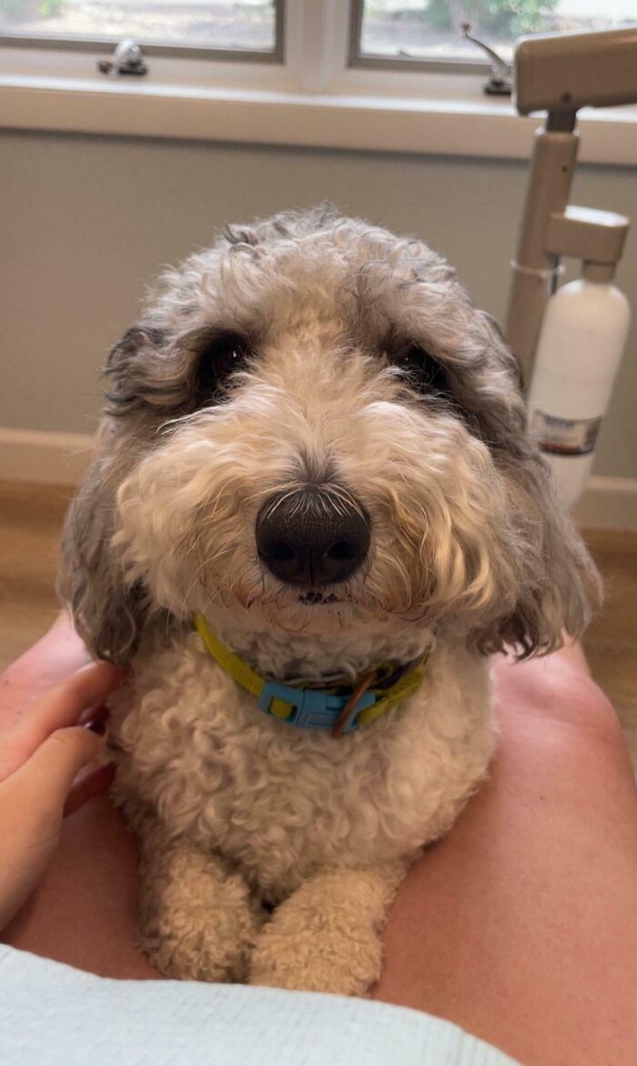 Dentist Office Therapy Dog Offers a Calm Buddy for Nervous Patients