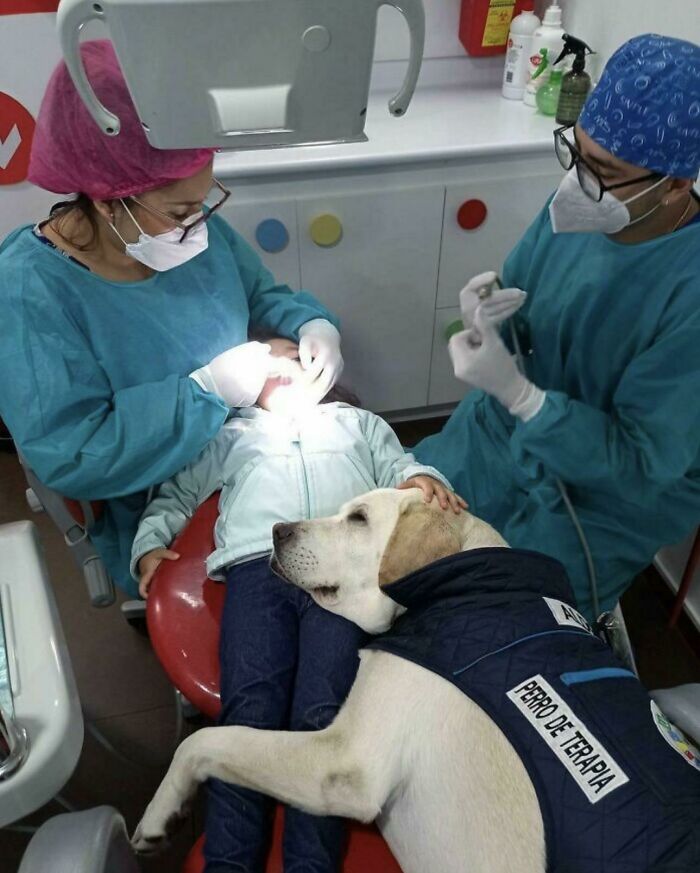 Support Dog at Dentist’s Office Makes Kids Feel Like Superstars