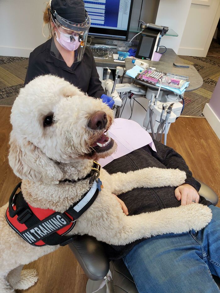 When Your Dentist Has a Therapy Dog and Everyone Wins