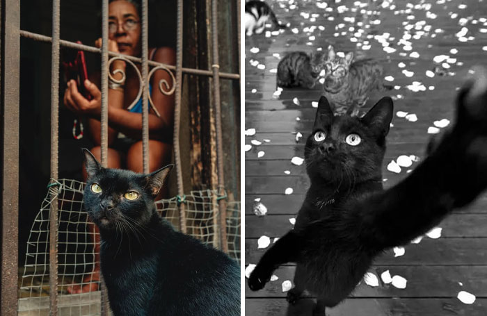Black Cats That Totally Rock The Mysterious Look (27 Pics)