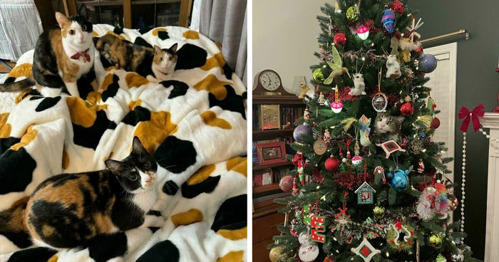 Where’s The Cat?! 40 Photos That Will Totally Trick Your Eyes