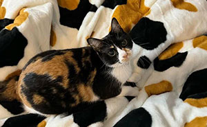 Where’s The Cat?! 40 Photos That Will Totally Trick Your Eyes