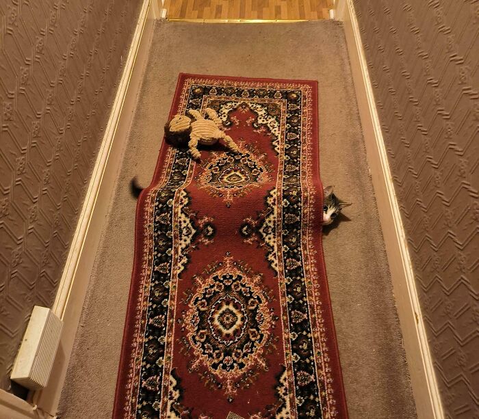 When Your Rug Gets Mysteriously Crumpled...Thanks A Lot, Cat!