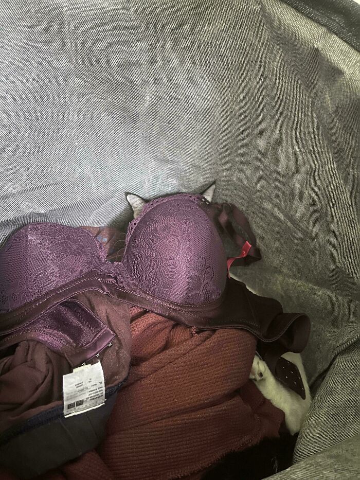 Spent Forever Looking For My Sneaky Cat