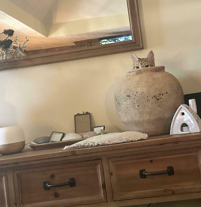 A Flower Arrangement...Or A Hidden Cat?