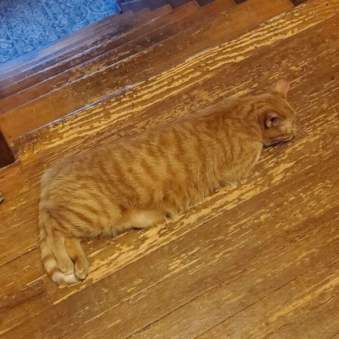 Old House, Cool Floors, And...A Cat?