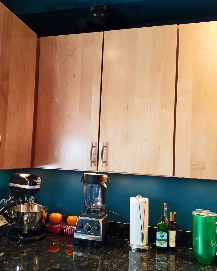 Looked Everywhere For This Cat...Until This!