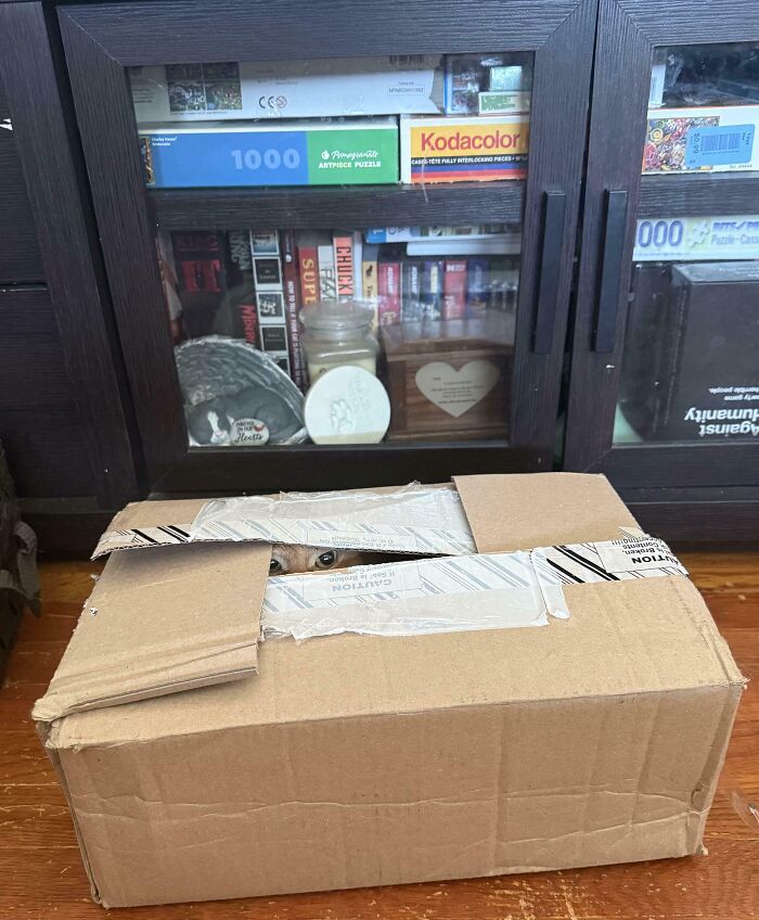 All Cardboard And NO Carl...Wait, Where’s Carl?