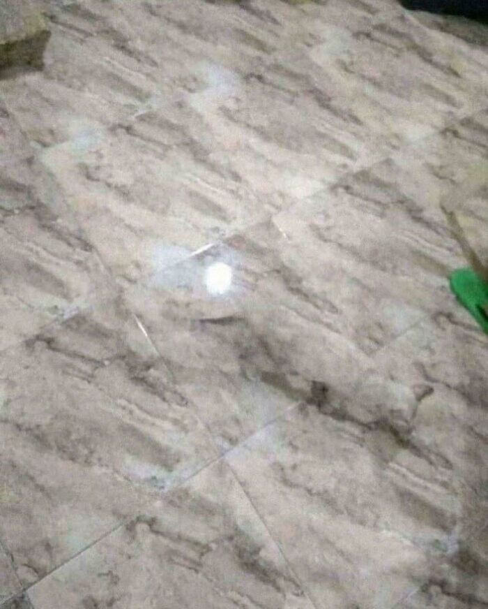 The Floor Is Just...Floor? Or Secret Cat Camp?