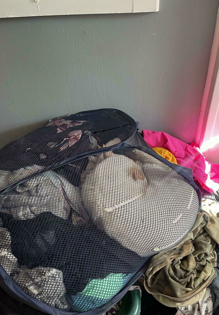 No Cat Here, Just A Big Pile Of Laundry Waiting To Be Washed