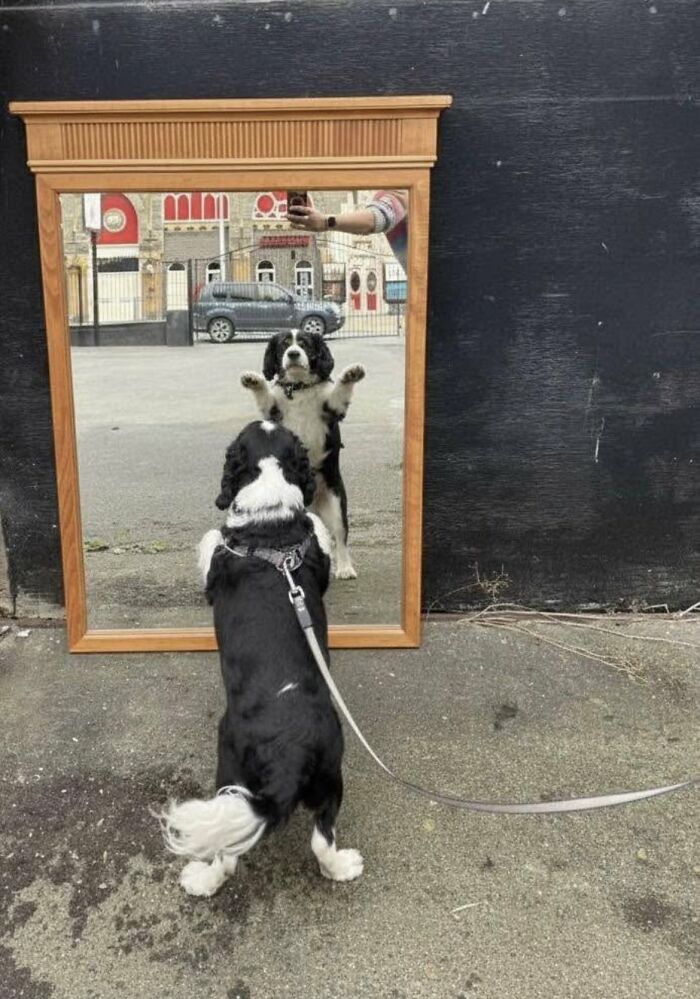 Dog Gatecrashing the Mirror Sale
