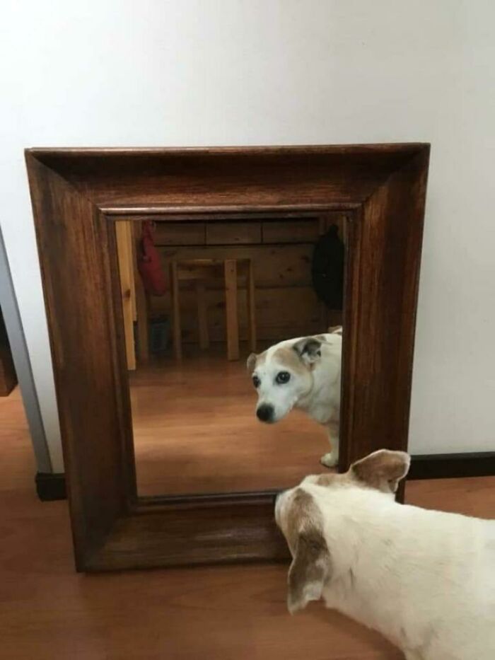 Meet the Reflective Boi