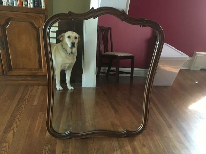 Amaze Heckin' Mirror Alert