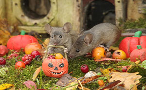 Meet the Halloween Mouse Village That'll Totally Charm Your Socks Off