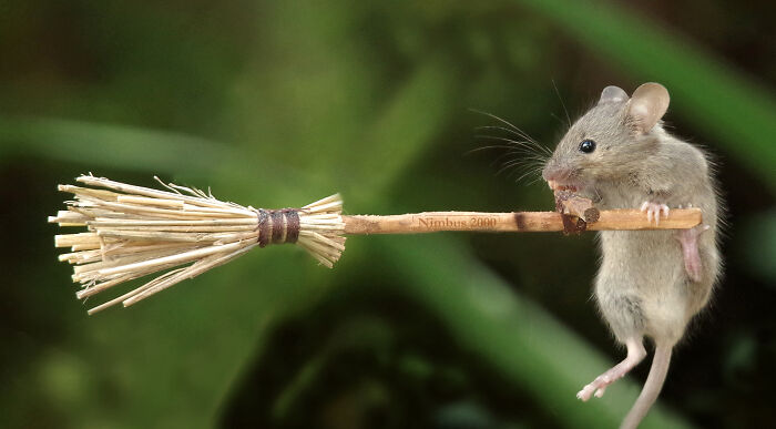 Mouse on a Broomstick? Yep, That’s Halloween Magic