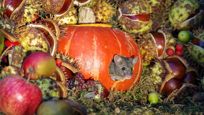 George’s Pumpkin Crib—Mouse Style