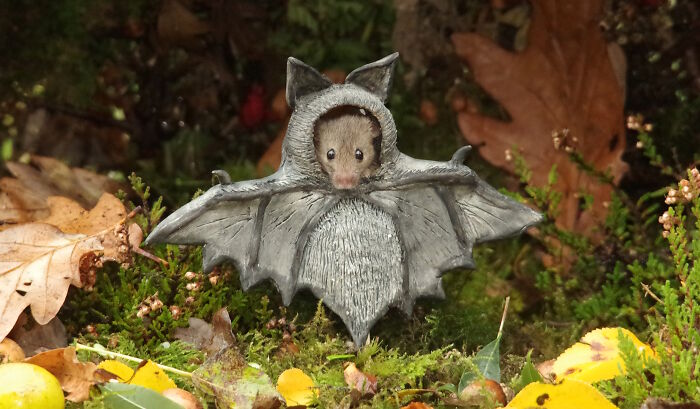 Bat Mouse Wants You to Be Afraid (But Also Cute)