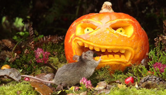 Take That, Pumpkin Monster! Mouse Bites Back