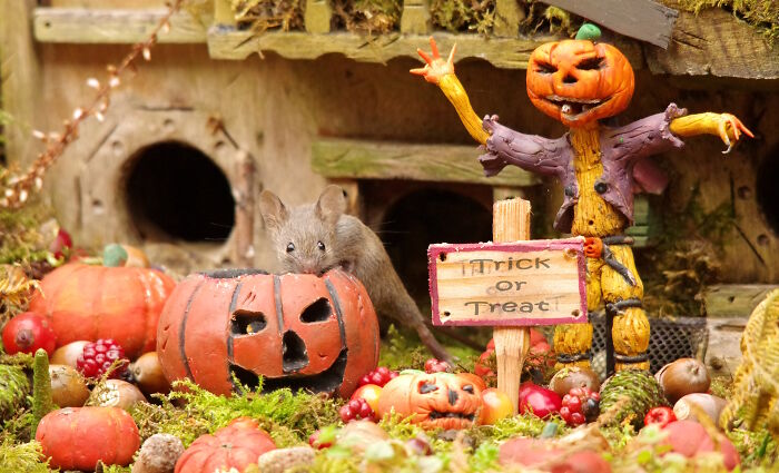Mouse Goes Trick-Or-Treating Outside Its Super Cute Home