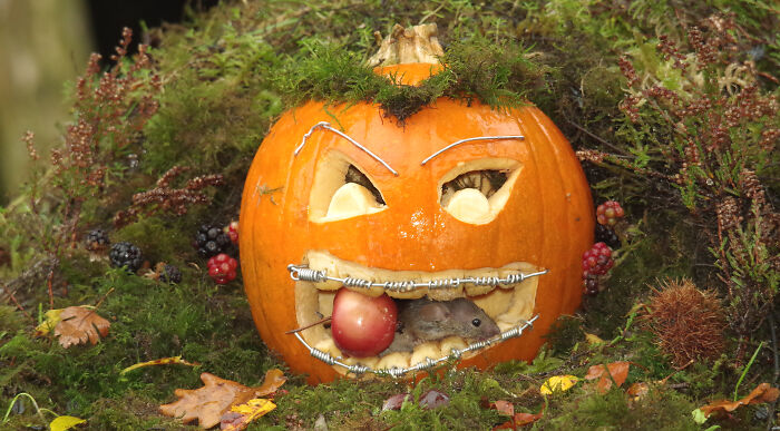 Pumpkin Eating Mouse? Mouse Eating Pumpkin? You Decide