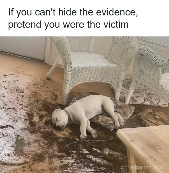 The Cutest Animal Pics That Will Totally Make Your Day