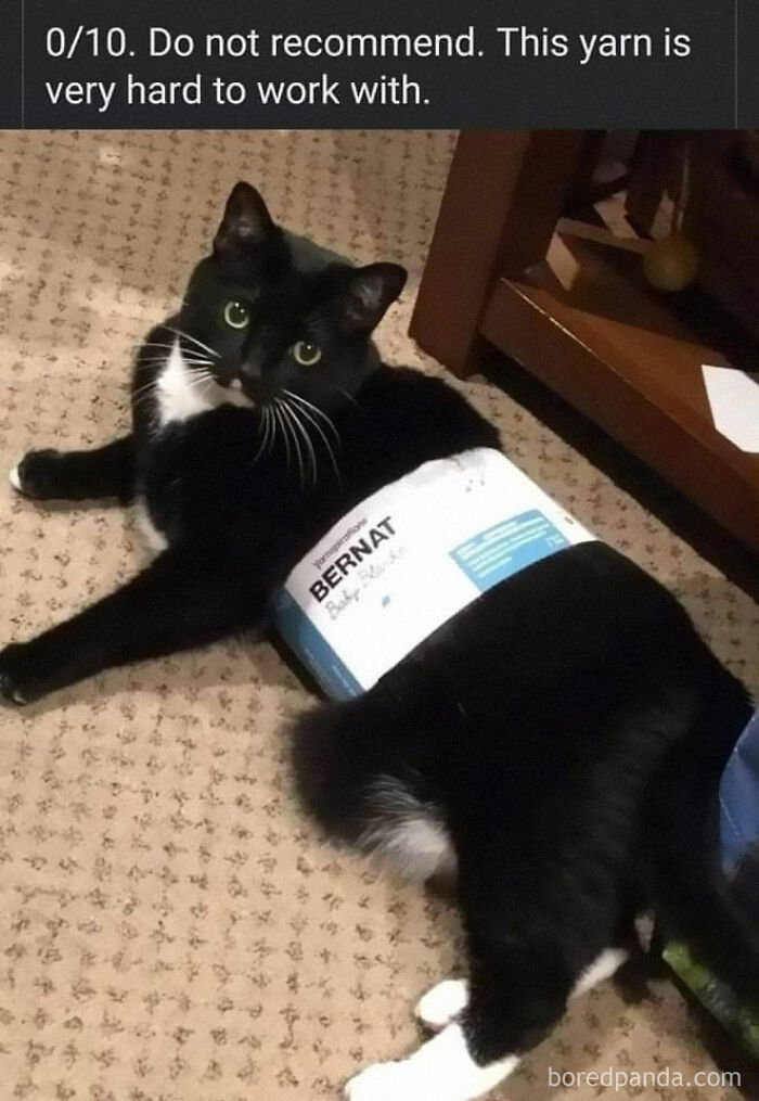 The Cutest Animal Pics That Will Totally Make Your Day