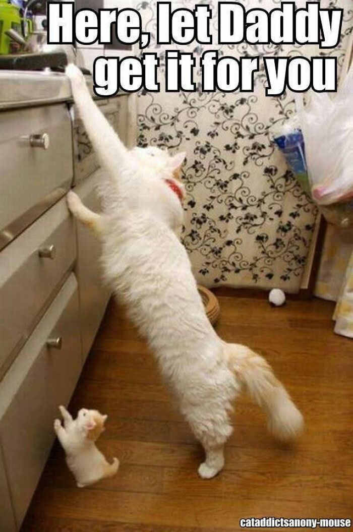 The Cutest Animal Pics That Will Totally Make Your Day