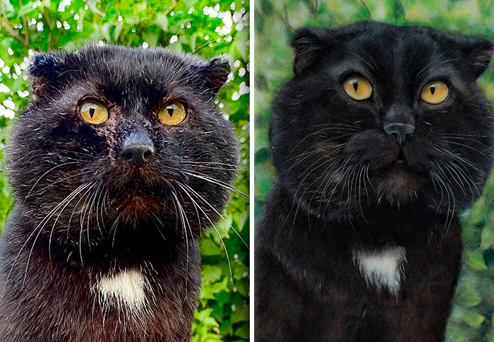 40 Wooly Pet Portraits That’ll Make You Go Aww!