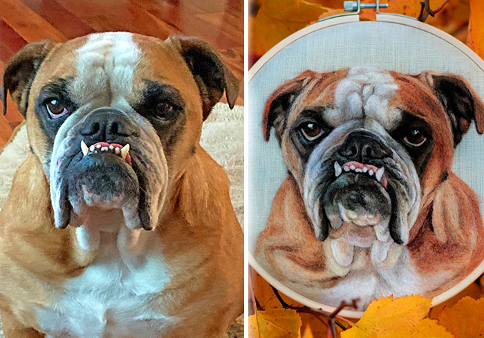 40 Wooly Pet Portraits That’ll Make You Go Aww!