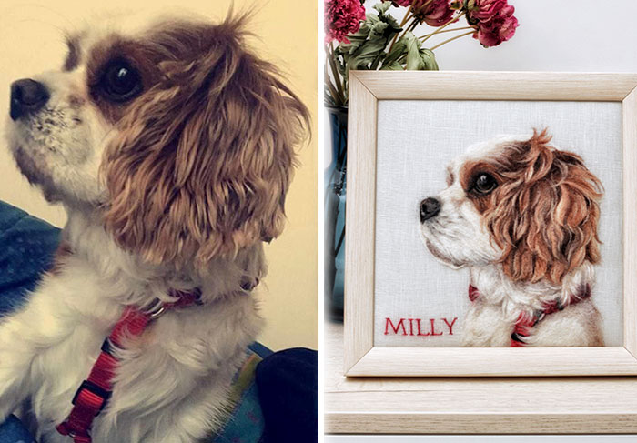 40 Wooly Pet Portraits That’ll Make You Go Aww!