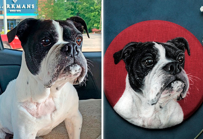 40 Wooly Pet Portraits That’ll Make You Go Aww!