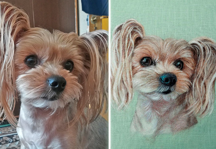 40 Wooly Pet Portraits That’ll Make You Go Aww!