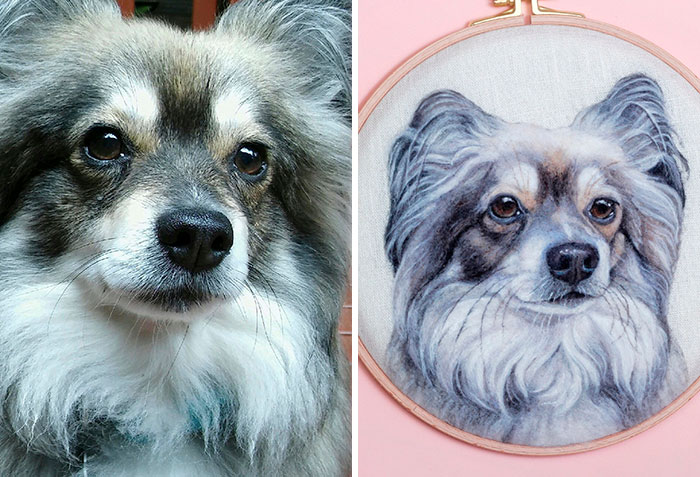 40 Wooly Pet Portraits That’ll Make You Go Aww!