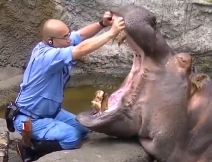 Hippo Dentist? Yep, That’s a Thing!