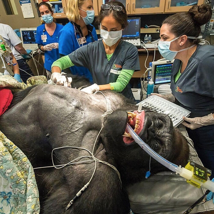 414-Pound Gorilla Just Hanging Out on the Exam Table